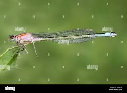 Attēlu rezultāti vaicājumam “Ischnura elegans”