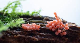 Attēlu rezultāti vaicājumam “Enerthenema papillatum stalked”