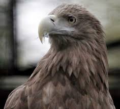 Attēlu rezultāti vaicājumam “Haliaeetus albicilla adult”