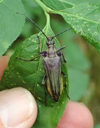 Attēlu rezultāti vaicājumam “Stenocorus meridianus”