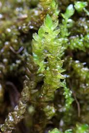 Attēlu rezultāti vaicājumam “Pseudocalliergon turgescens”