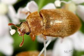 Attēlu rezultāti vaicājumam “Byturidae”