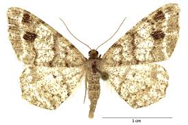 Attēlu rezultāti vaicājumam “Macaria signaria”