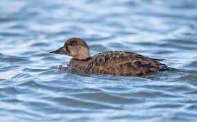 Attēlu rezultāti vaicājumam “Melanitta nigra male”