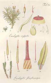 Attēlu rezultāti vaicājumam “Encalypta streptocarpa sporophyte”