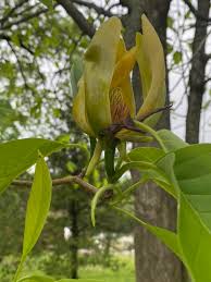 Attēlu rezultāti vaicājumam “Magnolia acuminata bud”