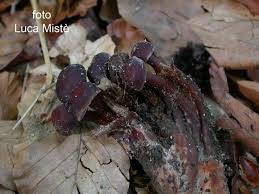 Attēlu rezultāti vaicājumam “Collybia acervata”