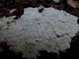 Attēlu rezultāti vaicājumam “Phlebia centrifuga”