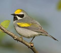 Image result for Vermivora chrysoptera