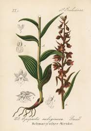 Attēlu rezultāti vaicājumam “Epipactis atrorubens flower”