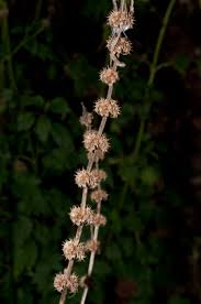 Image result for Leonurus cardiaca