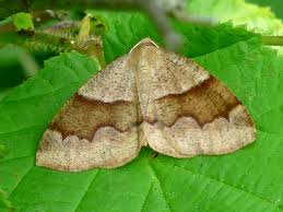 Attēlu rezultāti vaicājumam “Plagodis pulveraria”