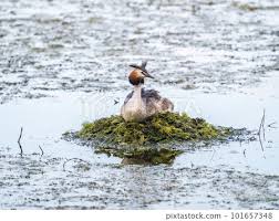 Attēlu rezultāti vaicājumam “Podiceps cristatus nest”