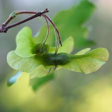 Attēlu rezultāti vaicājumam “Acer platanoides fruit”