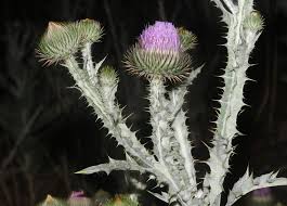 Image result for Onopordum acanthium