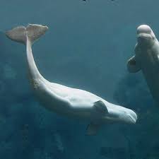 Image result for Delphinapterus leucas