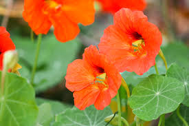 Image result for Tropaeolum majes