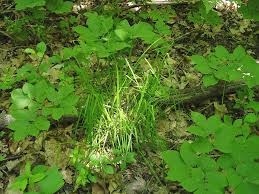 Attēlu rezultāti vaicājumam “Carex appropinquata leaf”