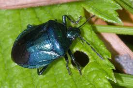 Attēlu rezultāti vaicājumam “Zicrona caerulea”