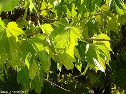 Attēlu rezultāti vaicājumam “Morus alba leaf”