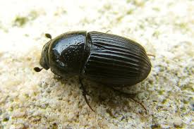 Attēlu rezultāti vaicājumam “Aphodius subterraneus”