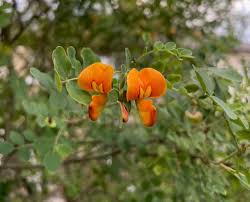 Image result for Colutea x media (arborescens x orientalis)