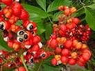 Guarana, Properties of Guarana, Uses of Guarana, Family of Guarana.