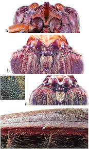 Attēlu rezultāti vaicājumam “Hemicrepidius sp.”