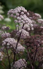 Attēlu rezultāti vaicājumam “Angelica palustris flower”