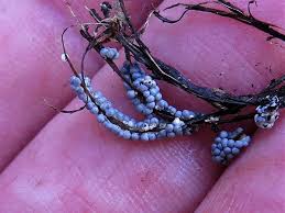 Attēlu rezultāti vaicājumam “Diderma deplanatum sessile”