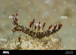 ผลการค้นหารูปภาพสำหรับ Bornella Anguilla