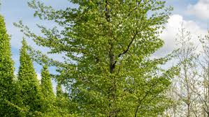 Attēlu rezultāti vaicājumam “Ulmus minor”