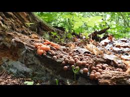 Attēlu rezultāti vaicājumam “Lycogala sp.”