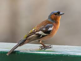 Attēlu rezultāti vaicājumam “Fringilla coelebs male”