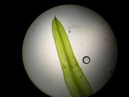 Attēlu rezultāti vaicājumam “Cinclidotus danubicus”