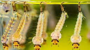 Attēlu rezultāti vaicājumam “Culex pipiens female”