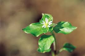 Attēlu rezultāti vaicājumam “Stellaria media”