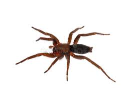 Attēlu rezultāti vaicājumam “Gnaphosidae”