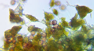 Attēlu rezultāti vaicājumam “Physarum flavicomum”