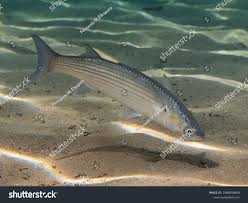 Image result for Liza aurata