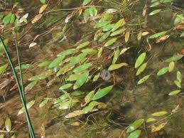 Attēlu rezultāti vaicājumam “Potamogetonaceae”