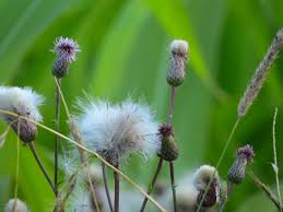 Attēlu rezultāti vaicājumam “Eriophorum gracile”
