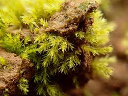 Attēlu rezultāti vaicājumam “Pohlia sphagnicola”