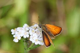Attēlu rezultāti vaicājumam “Thymelicus sylvestris female”