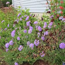 Image result for Scabiosa col.`Butterfly Blue`