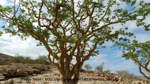 Attēlu rezultāti vaicājumam “Populus x gileadensis leaf”