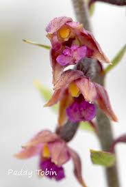 Attēlu rezultāti vaicājumam “Epipactis atrorubens bud”