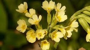 Image result for Schlüsselblumen