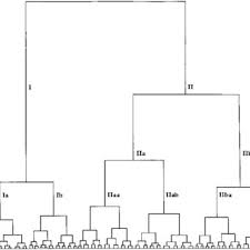Attēlu rezultāti vaicājumam “Saussurea esthonica leaf”