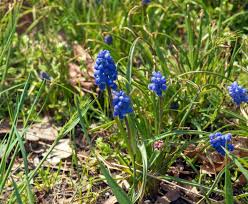 Attēlu rezultāti vaicājumam “Muscari neglectum”